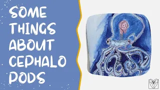 Some Things about Cephalopods and my Etsy Shop