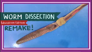 Worm Dissection (Remake) || If You Cut a Worm in Two [EDU]