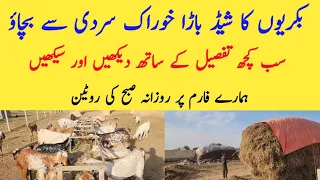 Learn about goats feed, shed and overall managment of goat farm | Chakwal Goat Farm | Goat Farming |