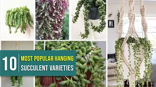 10 Most Popular Hanging Succulent Plants Varieties