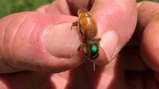 Honeybee Caste Communication, w/Dr. Stan Schneider, UNC Charlotte