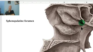 Anatomy of head and neck module in Arabic 33 (Sphenopalatine ganglion) , by Dr. Wahdan