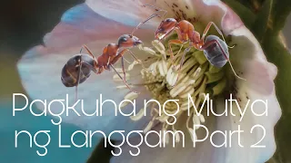 Pagkuha ng tunay na Mutya ng Langgam ( Part 2 )