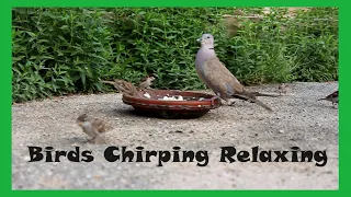 Birds Chirping Relaxing | Birds Breakfasting | Bird Bird Go