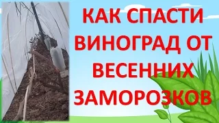 КАК СПАСТИ ВИНОГРАД ОТ ВЕСЕННИХ ЗАМОРОЗКОВ. Выращивание винограда на севере. Виноградарство.