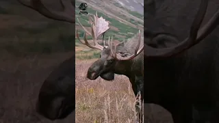 Watch how a deer gets rid of its horns 🦌 #shorts