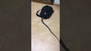 SNAKE IN THE BAG