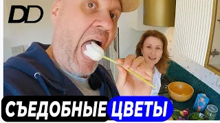 СЪЕДОБНЫЕ ЦВЕТЫ? ЕДА ИЗ ЦВЕТОВ ПРОДЛЕВАЕТ ЖИЗНЬ! САЛАТ ИЗ ТЮЛЬПАНОВ И ФАРШИРОВАННЫЕ "СОРНЯКИ"!