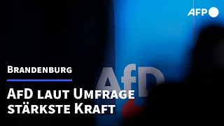 AfD in Umfrage stärkste Kraft in Brandenburg | AFP