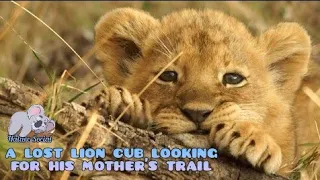 Lion cub is missing from home