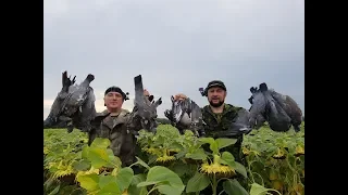 Открытие охоты по пернатой 2018, мы на вяхиря, просто море голубя, pigeon hunting