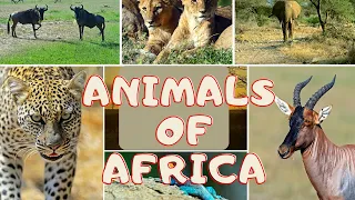 #wildlife #animals Animals of Africa 2020| Fun Facts About Animals| Wild Animal Names