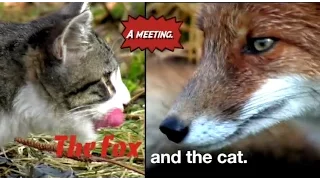 The cat and the fox. Cat vs Fox who will win?