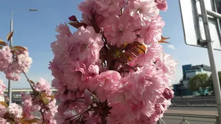 Прекрасные цветущие деревья .г.Калининград.!!!🙏🌞👍