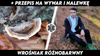 Wrośniak Różnobarwny - Leśna apteka w naszym domu!