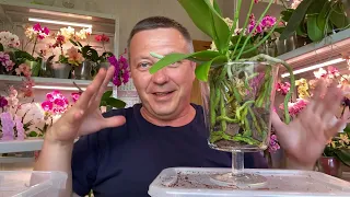пересадка орхидеи БЕЗ МХА в ПРЕКРАСНЫЙ грунт для ЛЕНИВОГО орхомана