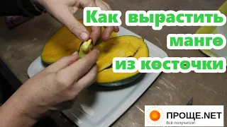 Манго Кейт🥭 Как извлечь косточку для проращивания