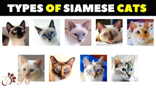 Siamese Cat Varieties: How Many Types of Siamese Cats Are There?