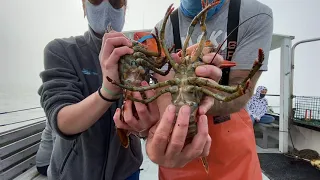 Maine Lobster Tour