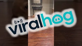 Miniature Dachshund Puppy Plays With Ball || ViralHog