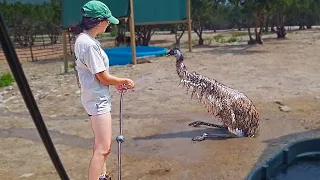 Maya spends some time with the animals in the pasture at Alveus