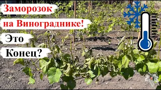 ЗАМОРОЗОК на ВИНОГРАДНИКЕ / ПОСЛЕДСТВИЯ! Это КОНЕЦ…