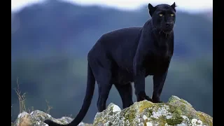 Чёрный Леопард несчастные животные спасённые людьми новый дом
