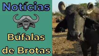 BÚFALAS DE BROTAS NOTÍCIAS