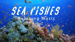 Anti-Stress Music, Relax and Meditation - Aquarium 4k