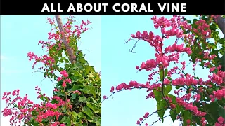 All about Coral Vine | Sunlight | Pruning | Watering | Propagation & Warnings