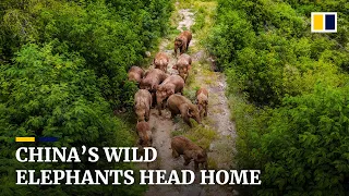 China’s famous herd of wandering elephants heads home after months-long trek