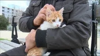 Oscar, le chaton maltraité sauvé par les internautes - 02/02