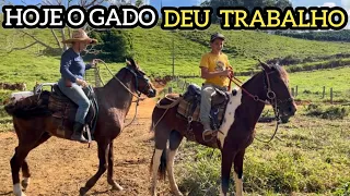 A FAZENDEIRA E O SOBRINHO NA LIDA COM O GADO NELORE