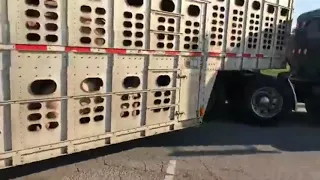 Don't Mess With Livestock Trucker