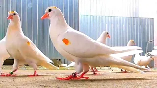 Первые полёты моих пискунов. First flights of my young pigeons.