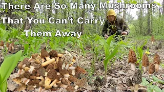 Morels Mushroom Collection. There are so Many Mushrooms that you can’t Carry them Away