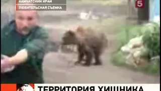 Камчатские медведи нападают на людей из-за лосося