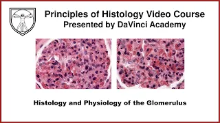 Histology and physiology of the Glomerulus [Urinary Histology Part 2 of 4]