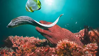 Moray Eel vs Moray Eel- Big Battle In The Ocean