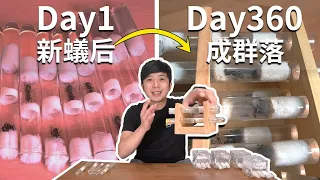 培養一年後的蟻后，成群落！｜裝上「可重複利用餵食區」｜暴力換巢？｜【蟻窟日常】