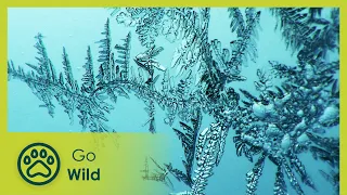 Let It Snow - Go Wild