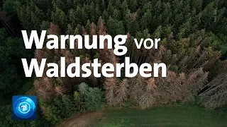 Naturschützer warnen vor Waldsterben in Deutschland