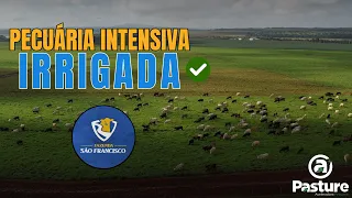 PECUÁRIA INTENSIVA APLICADA | Fazenda São Francisco