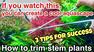 How to trim Stem Plants in your planted aquarium [3 Points of Trimming Advice for beginners] ADA