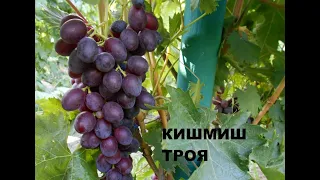 Самый ранний виноград - кишмиш Троя