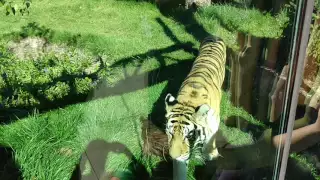 Tiger @ Cleveland Zoo