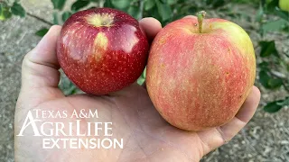 Growing Apples in Texas