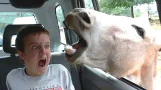 You'll FORGET CATS & DOGS when you see FUNNY KIDS vs FARM ANIMALS! - This is a LAUGH BOMB