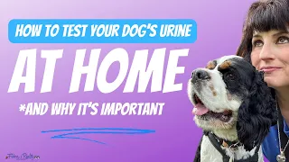 How To Test Your Dog's Urine at Home (and Why)