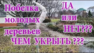 Осень.Побелка/защита молодых деревьев.Как я решаю этот вопрос для плодовых и декоративных деревьев.